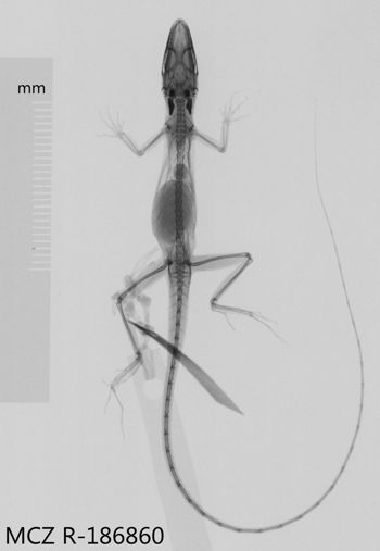Media type: image;   Herpetology R-186860 Aspect: dorsoventral x-ray
